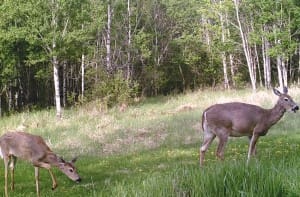 deermay8