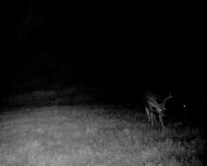 buck2