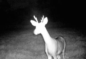 buck3