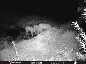 doefawns