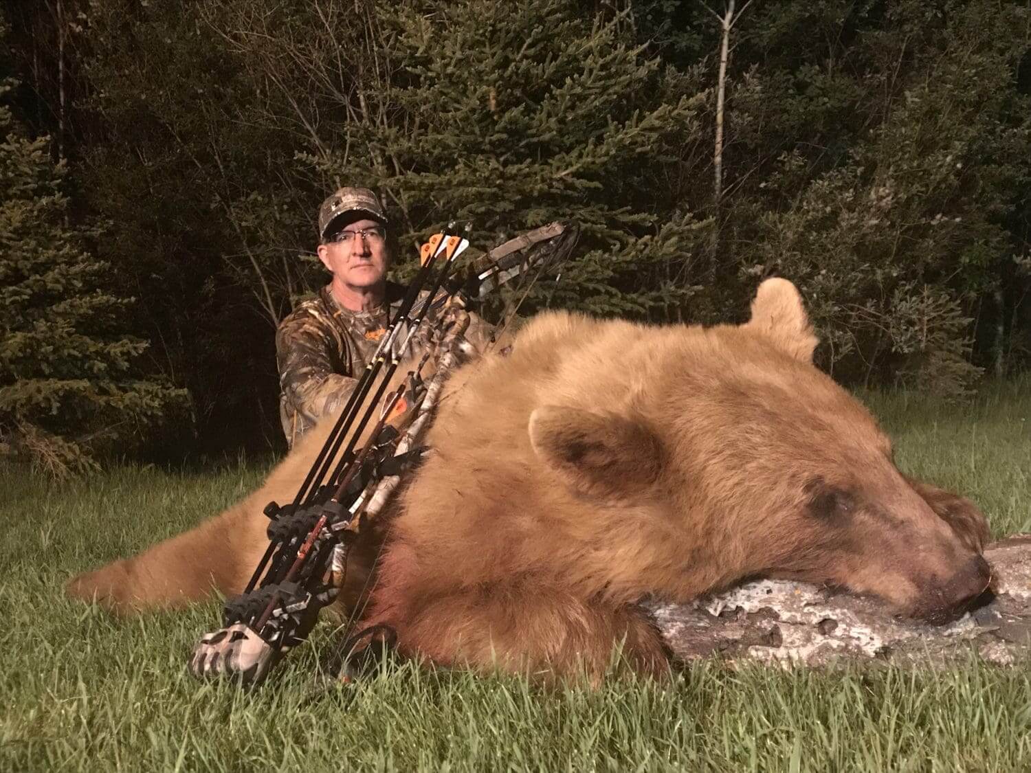 Colorphase balck bear in Manitoba