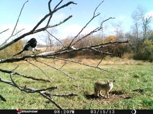 magpie