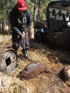 beavers natural food source