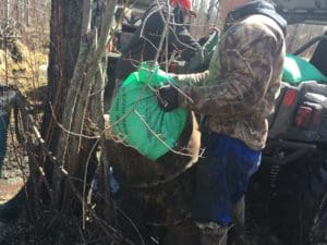 filling barrels with oats