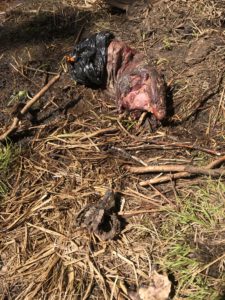 Beaver carcass