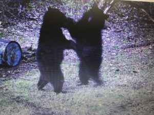 Young black bears