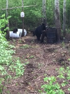 sow and cubs