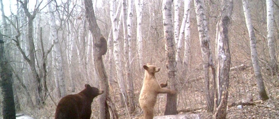 Family of Manitoba Bear black Bears