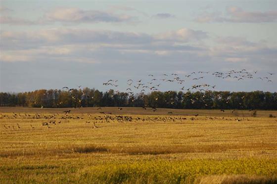 Manitoba goose hunting