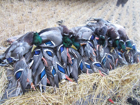 greenheads