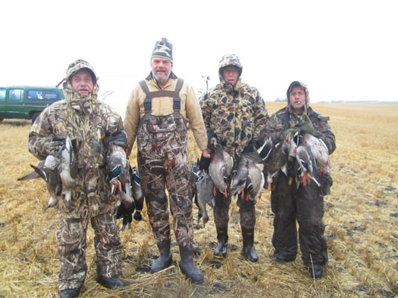 Mallards and pintails