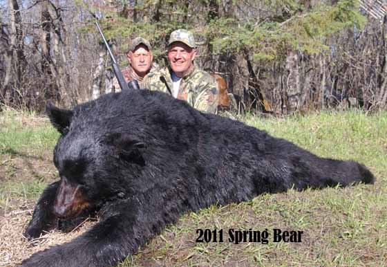 Manitoba bear hunts