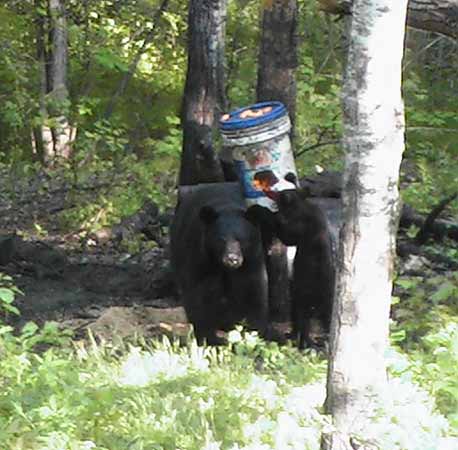 Bear cub at the bait 