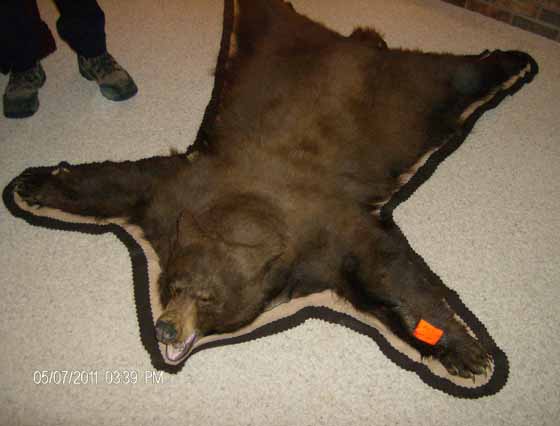 Manitoba black bear Rug