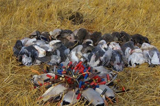 snows Canadians and ducks in the field