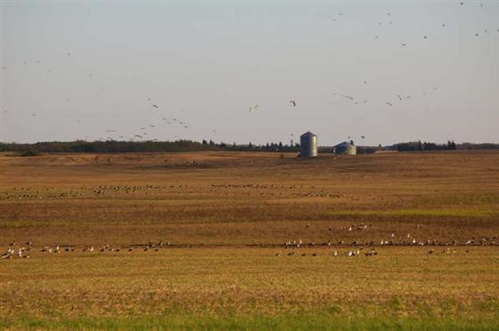 snow goose hunting