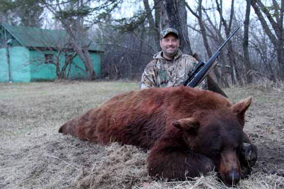 high colorphase black bear