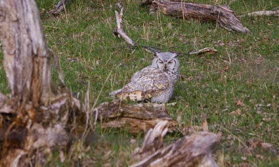 Great Horned Owl