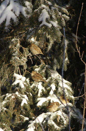 winter in manitoba