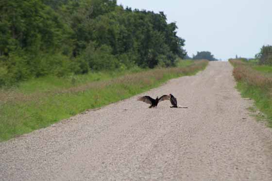 Turkey Buzzards