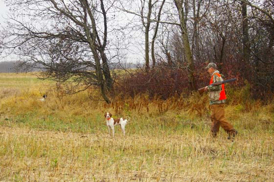 Big Grass hunting, working the dogs